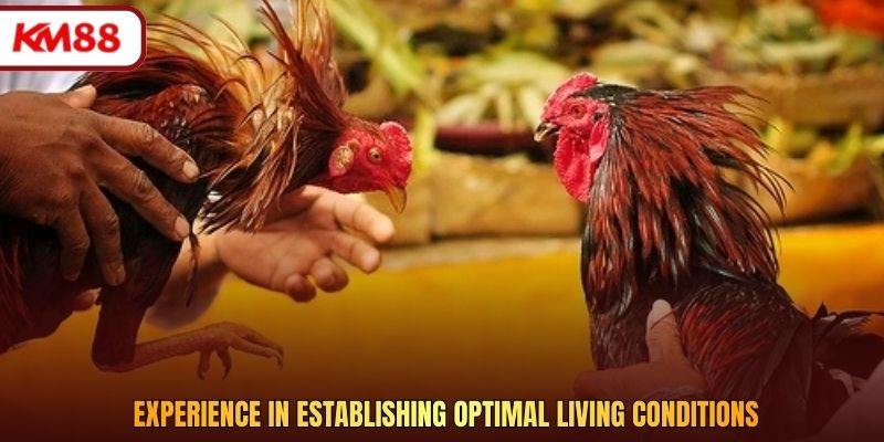 Experience in establishing optimal living conditions