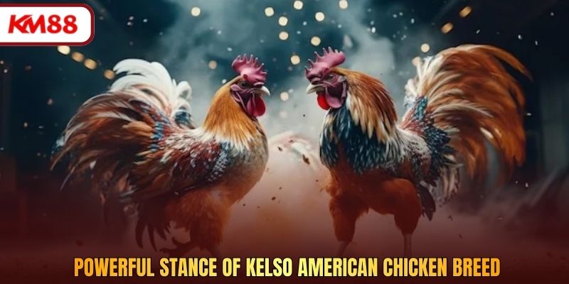 Powerful stance of Kelso American chicken breed
