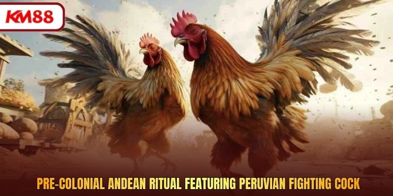 Pre-colonial Andean ritual featuring Peruvian fighting cock