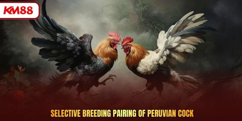 Selective breeding pairing of Peruvian cock