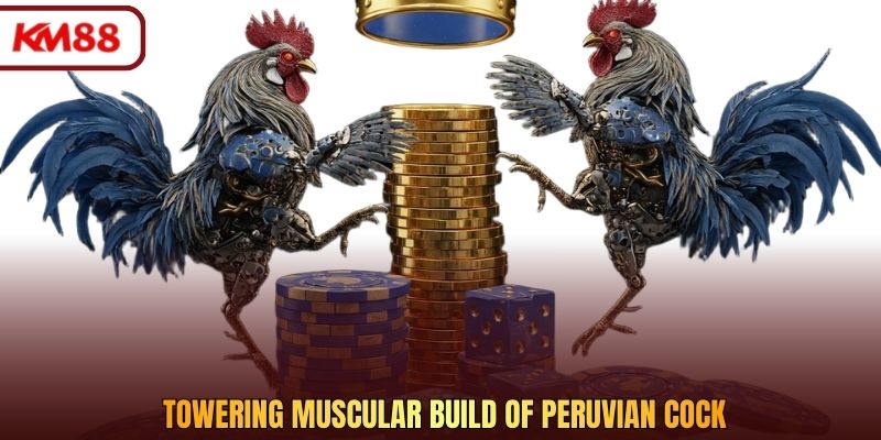 Towering muscular build of Peruvian cock